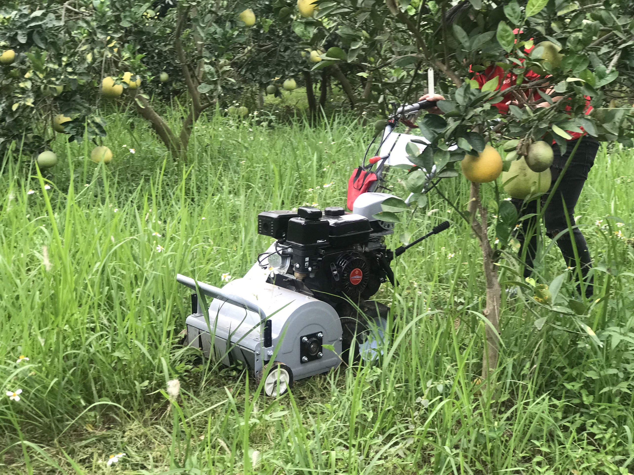 Máy cắt cỏ vườn cây trang trại Kawasaki TB70 đường cắt 42cm